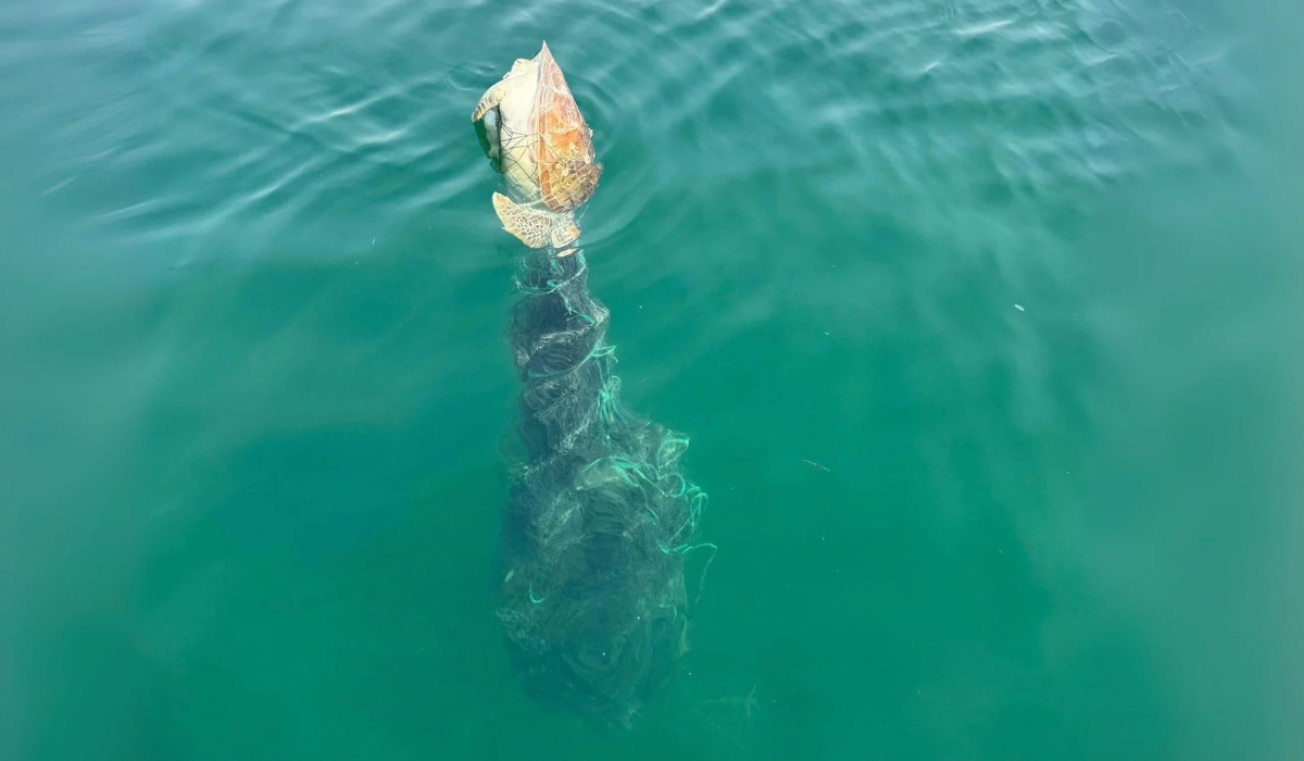 Sea turtles dead qatar fishing net marine environment